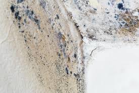 Best Mold Prevention Services  in Berwick, LA